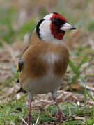 Chardonneret élégant