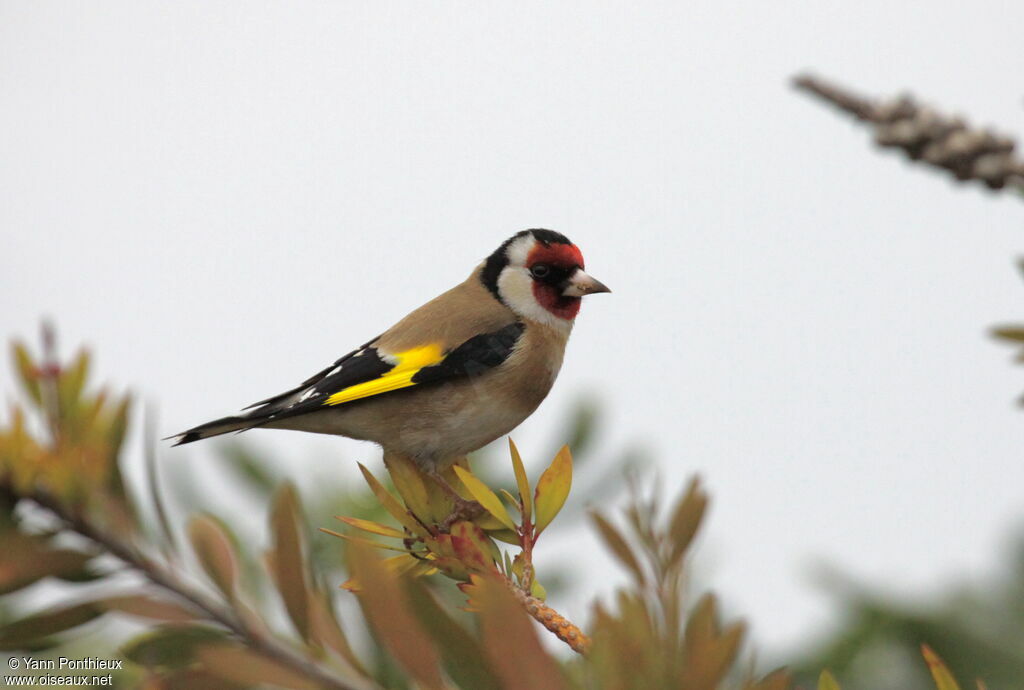 European Goldfinch