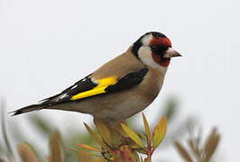 European Goldfinch