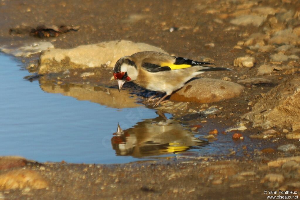 Chardonneret élégant