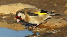 Chardonneret élégant