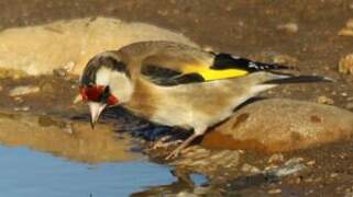 European Goldfinch