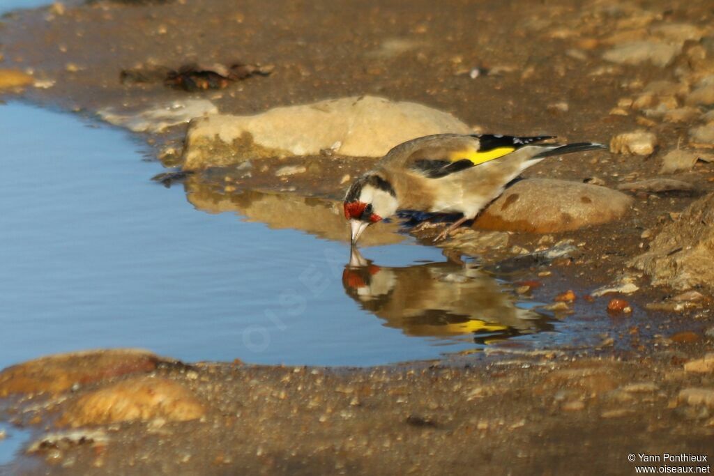 European Goldfinch