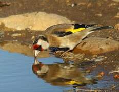 European Goldfinch