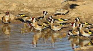 European Goldfinch