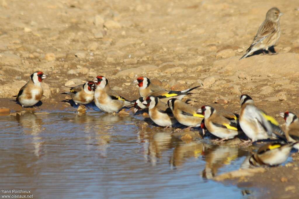 European Goldfinch