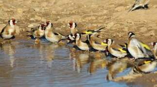 European Goldfinch