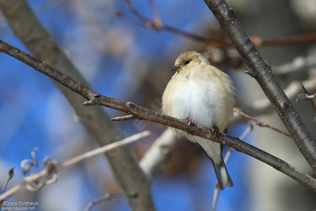 Chardonneret jaune