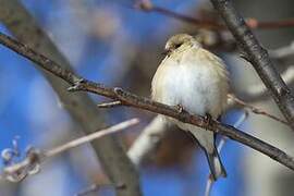 American Goldfinch