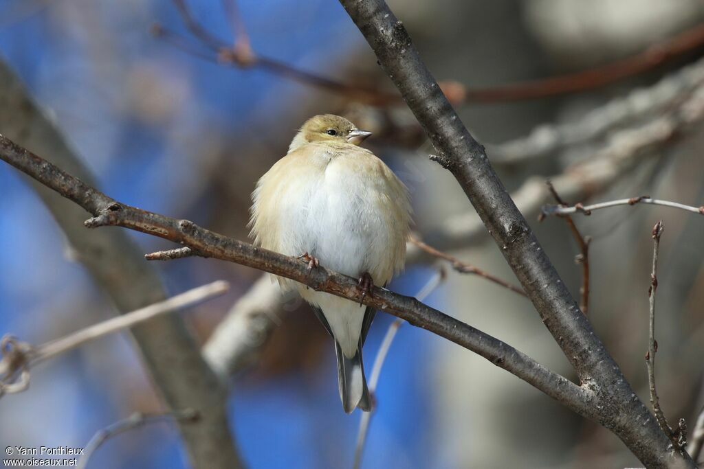 Chardonneret jaune