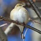 Chardonneret jaune