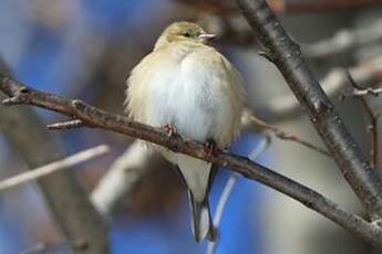 Chardonneret jaune