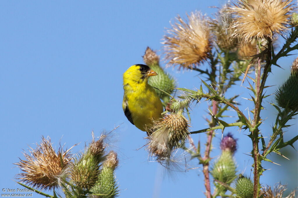 American Goldfinch male, feeding habits