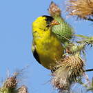 Chardonneret jaune