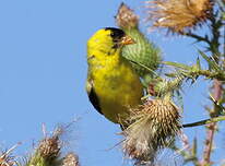 Chardonneret jaune