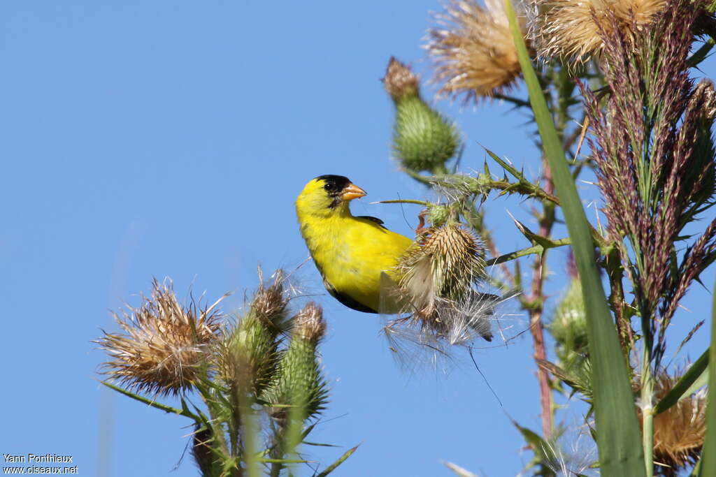 American Goldfinch male adult, feeding habits, eats