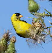 Chardonneret jaune