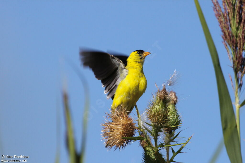 Chardonneret jaune mâle adulte nuptial