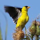 Chardonneret jaune