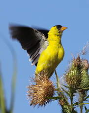 Chardonneret jaune