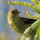Chardonneret jaune