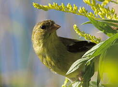 Chardonneret jaune