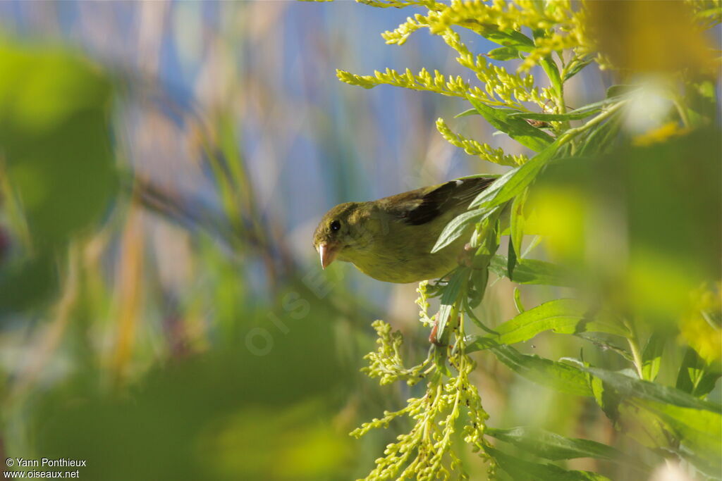 Chardonneret jaune femelle