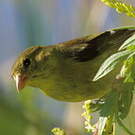 Chardonneret jaune