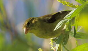 Chardonneret jaune