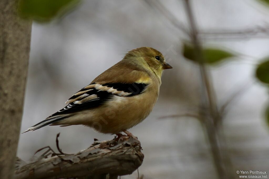 Chardonneret jaune