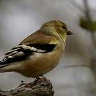 Chardonneret jaune