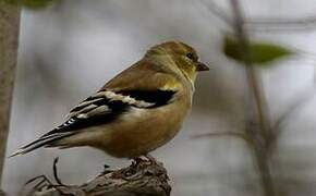 Chardonneret jaune