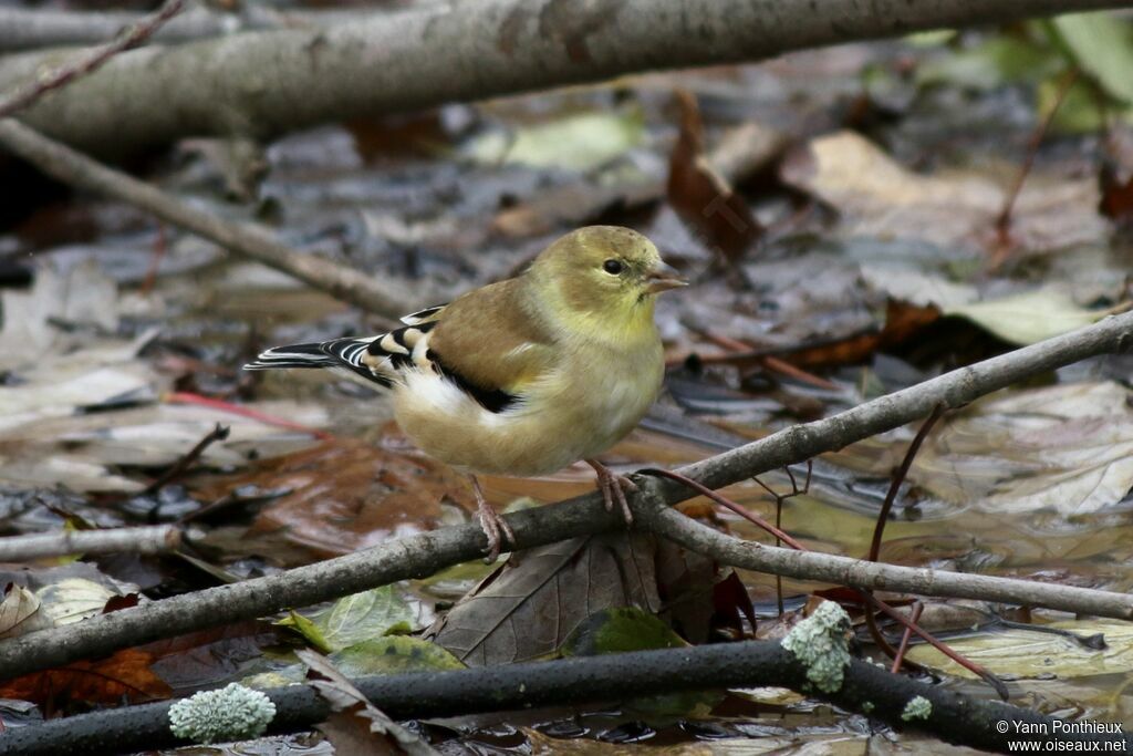 American Goldfinch