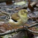 Chardonneret jaune