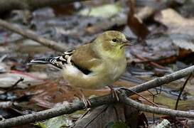 Chardonneret jaune