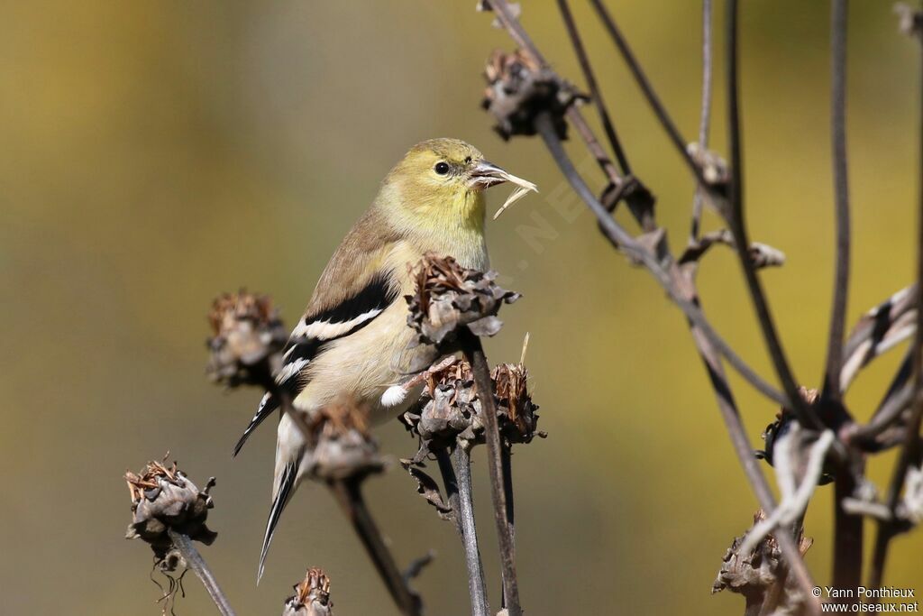 Chardonneret jaune