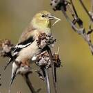 Chardonneret jaune
