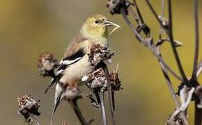 American Goldfinch