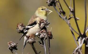 Chardonneret jaune