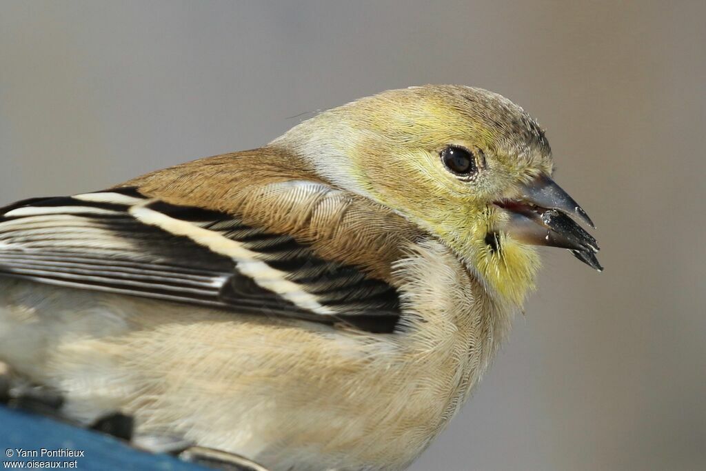 American Goldfinch, close-up portrait