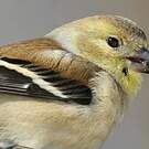 Chardonneret jaune