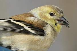 American Goldfinch