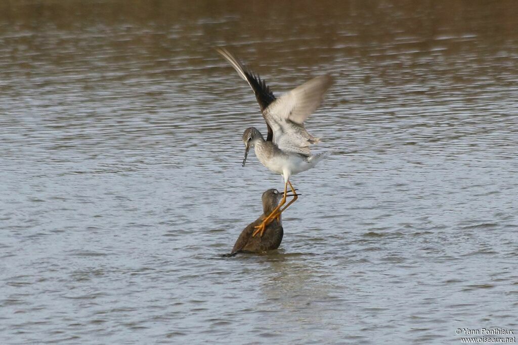 Lesser Yellowlegs