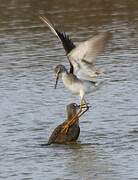 Lesser Yellowlegs