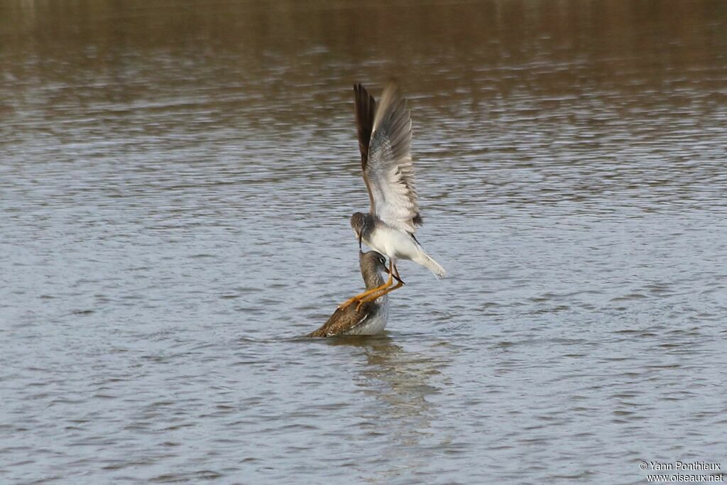 Lesser Yellowlegs