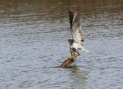 Lesser Yellowlegs