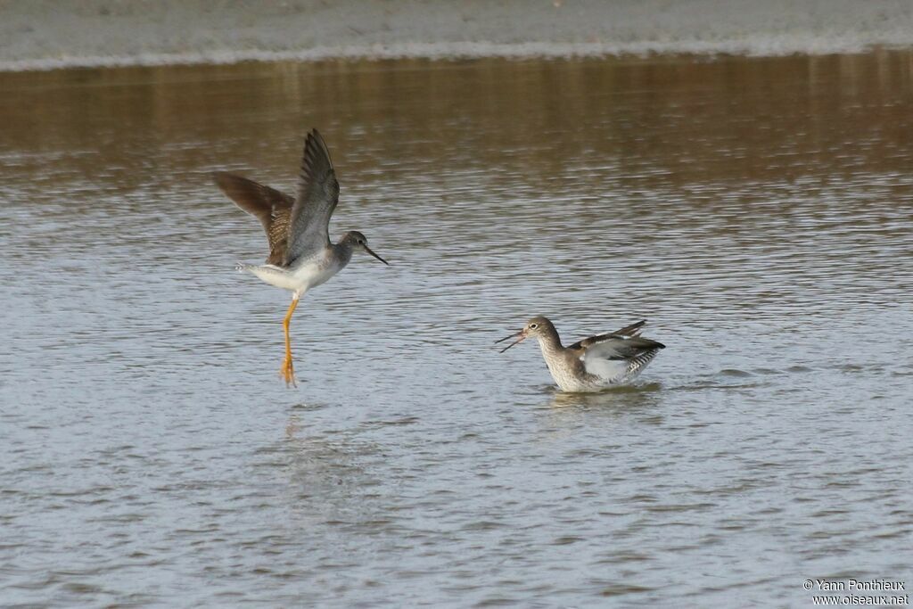 Lesser Yellowlegs