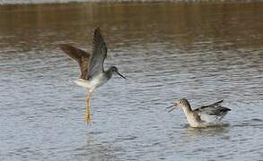 Lesser Yellowlegs