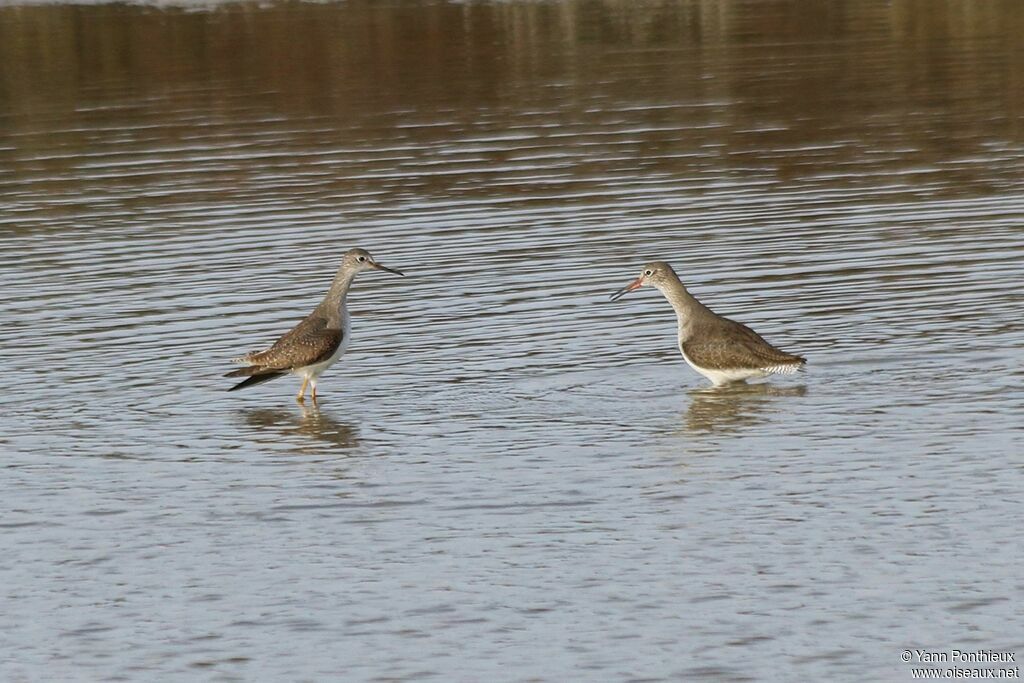 Lesser Yellowlegs