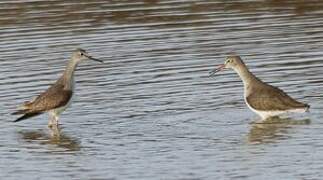 Lesser Yellowlegs